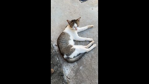 Adorable Street Cat Relaxing in the Sun 😺