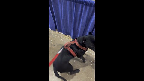 Interactive course for dogs