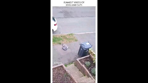 Funny cats and dogs