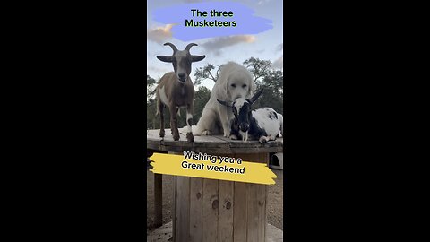 Violet, Kimber and Noel wishing you a great weekend.