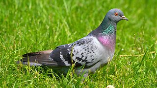 Single Female Pigeon Just Hanging on a Field Grass