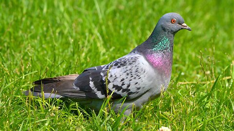 Single Female Pigeon Just Hanging on a Field Grass