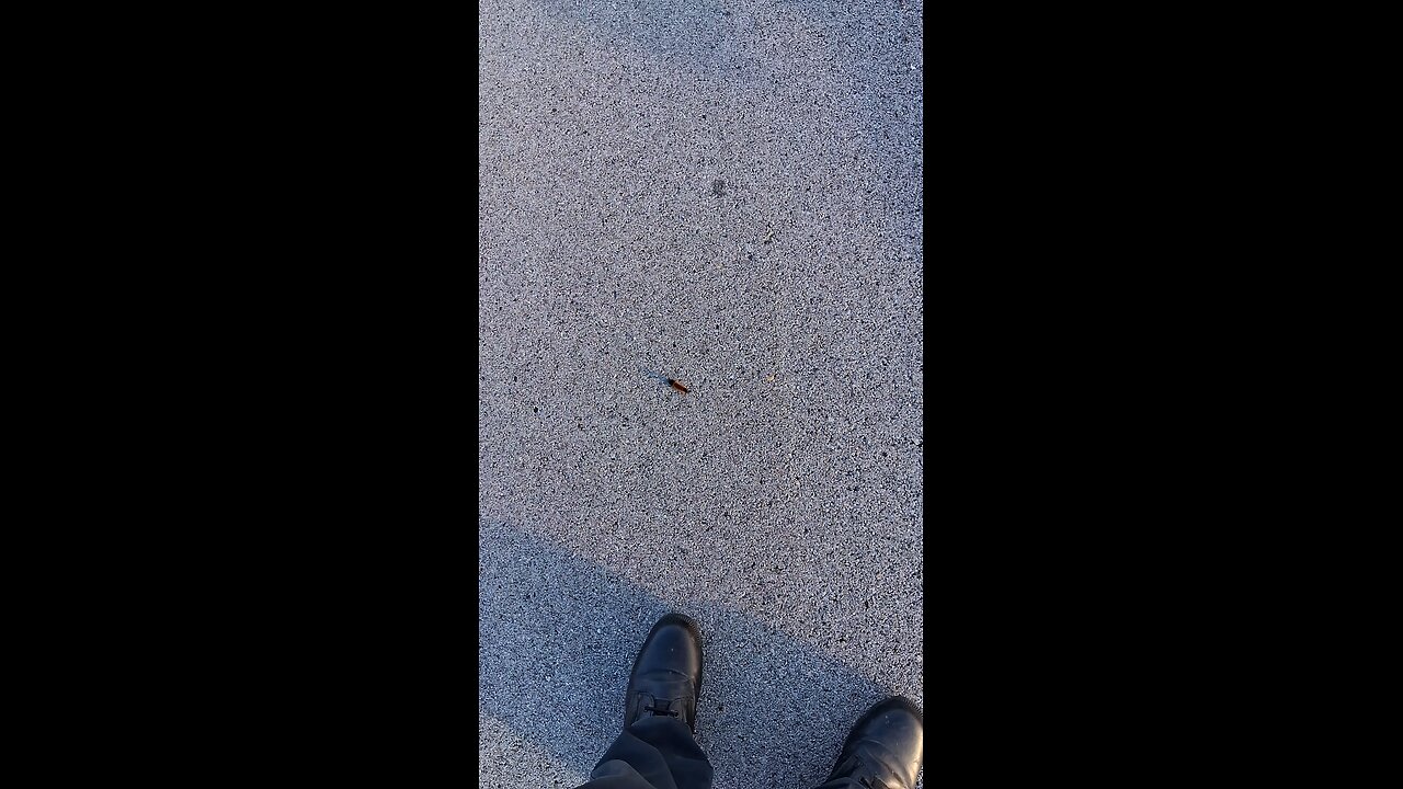 wooly bear caterpillar