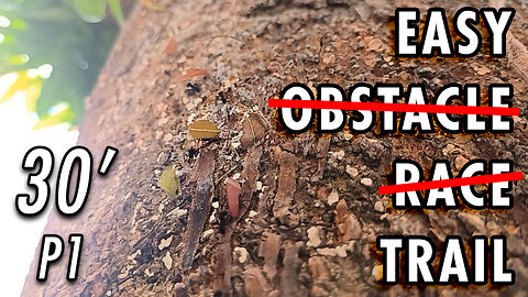 ASMR | The irregular path is no rival for the ants' all-terrain legs - 30' P1