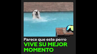 Perro disfruta bañándose en la piscina bajo la lluvia