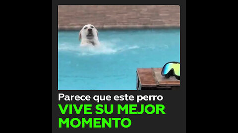 Perro disfruta bañándose en la piscina bajo la lluvia