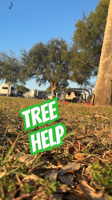 Handstands with a Tree