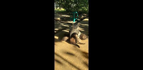 Мама кошка, кормит котят!))