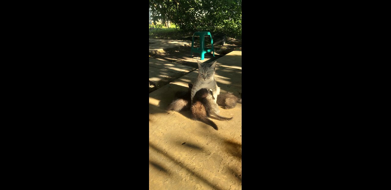 Мама кошка, кормит котят!))