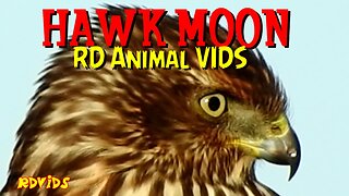 Amazing Speckled Hawk During The Harvest Full Moon