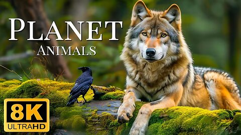 Plannet Animals 8K ULTRA HD - Wild Animals of Rainforest