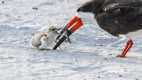 Black Skimmer Colony, Day Two of Hatching