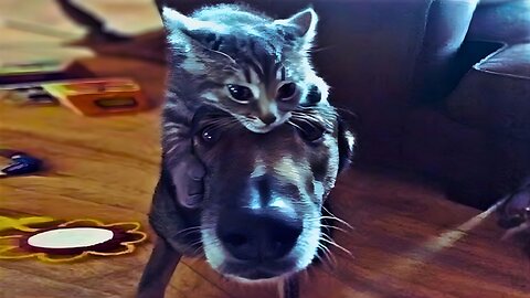 Funniest Cats & Dogs 😂 | Crazy & Emotional Animal Moments