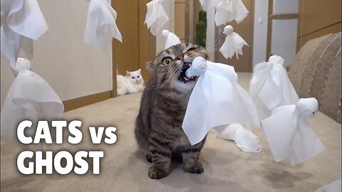 Cats vs Ghost: A Spooky Adventure with Kittisaurus!