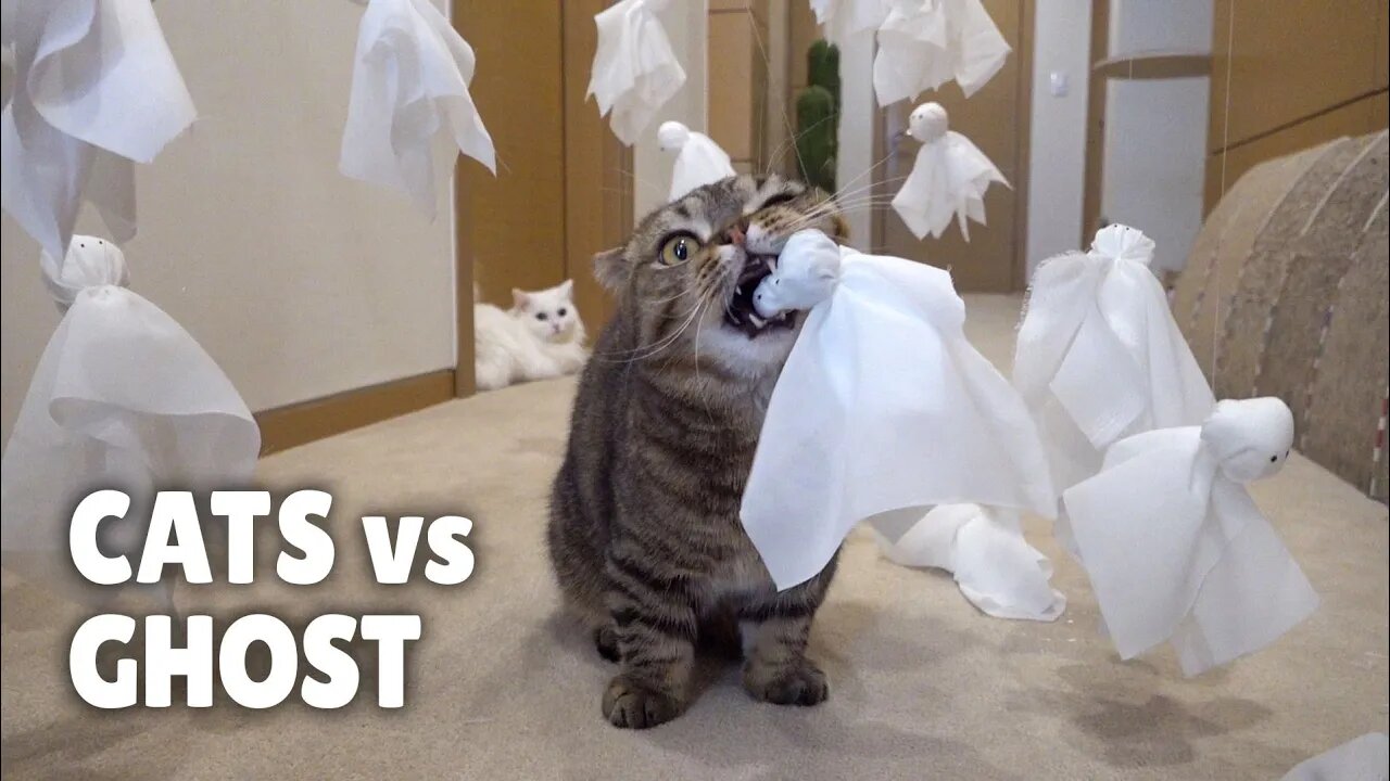 Cats vs Ghost: A Spooky Adventure with Kittisaurus!