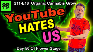 S11-E17 - Day 43 of Flower - Cannabis Grow – Quebec Black Bud, Frosted Gelatto, Runtz, & Biscotti