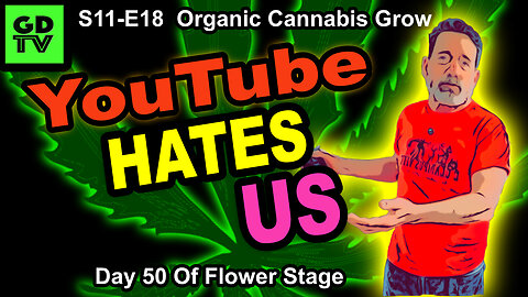 S11-E17 - Day 43 of Flower - Cannabis Grow – Quebec Black Bud, Frosted Gelatto, Runtz, & Biscotti