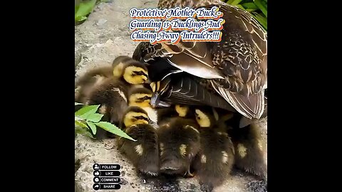 Protective mother duck 💪🦆 surrounded by her 13 ducklings -