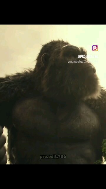 kong