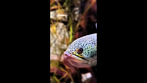 Why Channa Fish Should Be Kept in a Single Tank | Aquarium Setup