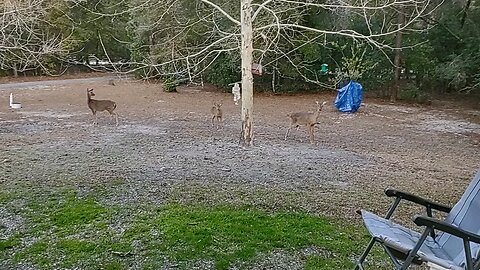FL Deer back as it's still freezing here. 2/5/26