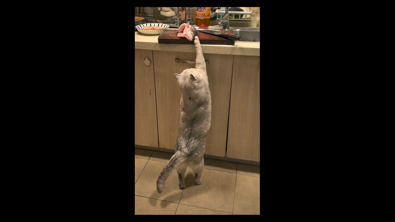 funny cat 🐈 😻 🐈⬛️