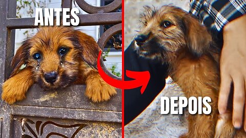 Cachorrinho Filhote Tava Sozinha e Desesperadamente Triste, Tendo Viver Em Um Lugar Sujo e Apertado