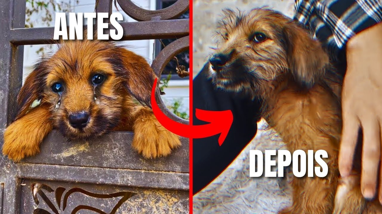 Cachorrinho Filhote Tava Sozinha e Desesperadamente Triste, Tendo Viver Em Um Lugar Sujo e Apertado