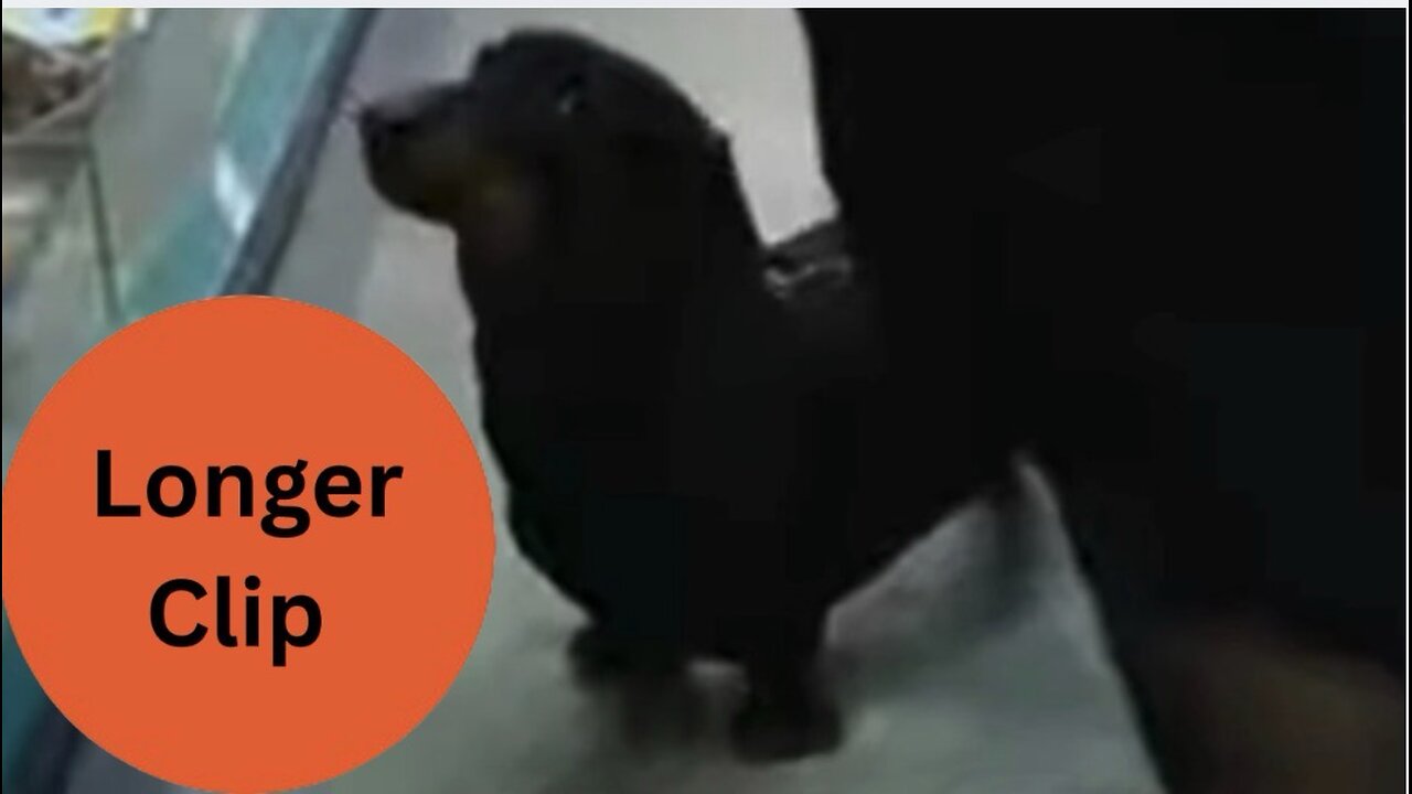 Something Special 2004 - Going To The Pet Shop With Otto The Dog