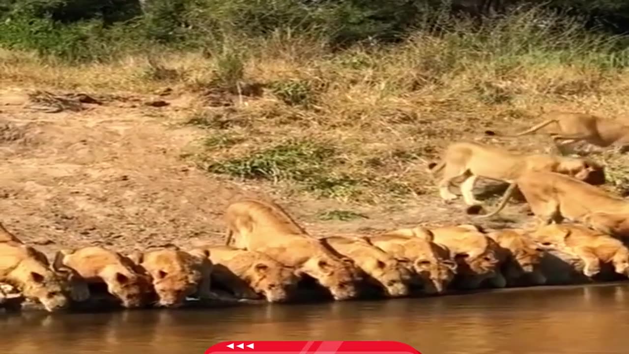 20 Lions Drink in Perfect Formation – A Rare Sight