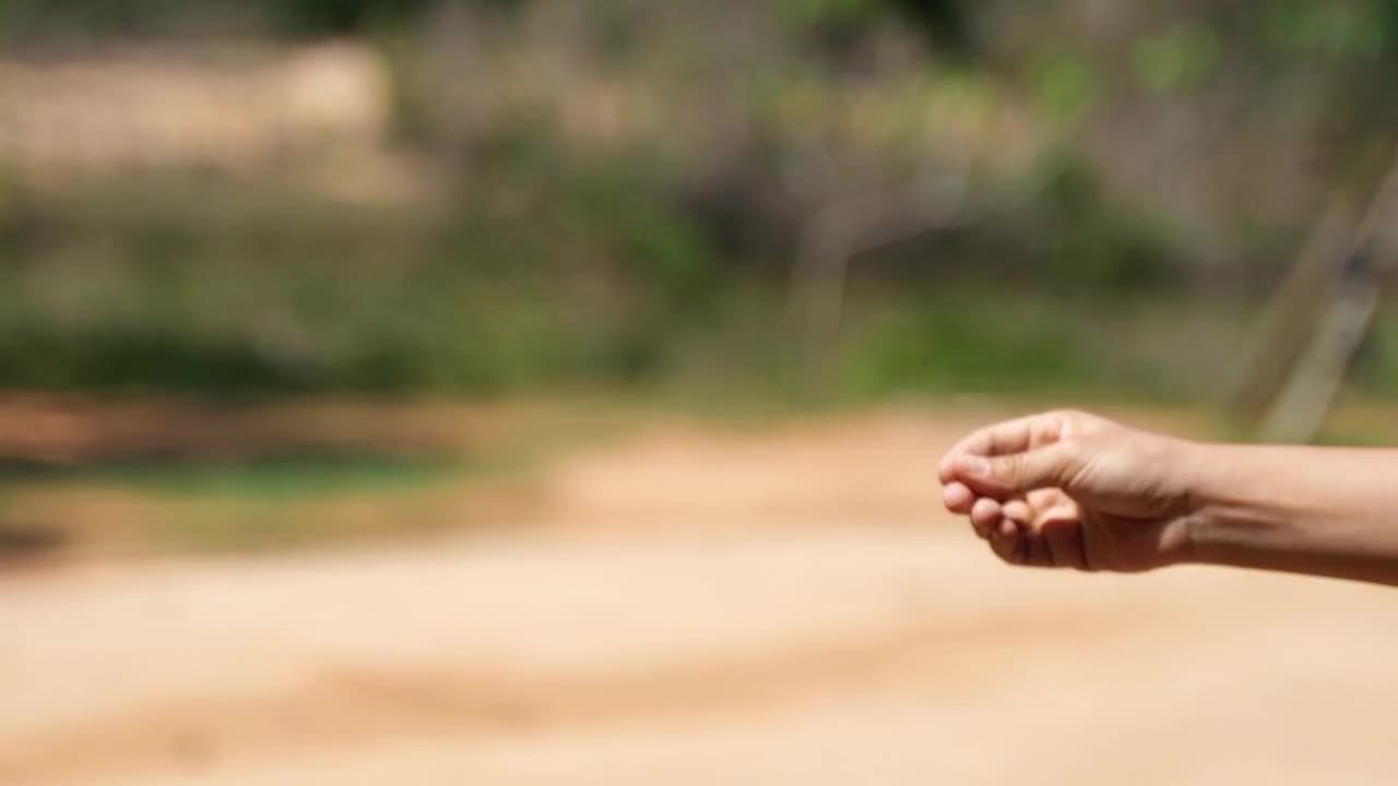 Cobra 🐍 dangerous cobra snake feeding