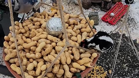 Blue Jay Vs Downy Woodpecker in Thunder Peanut Dome