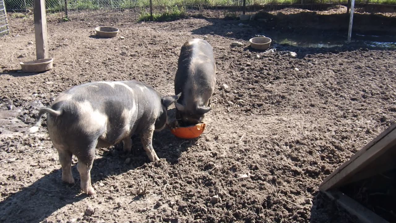 Pumpkin Piggies