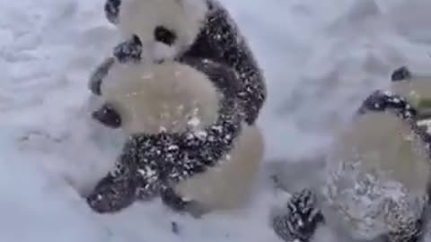 Pandas in the snow