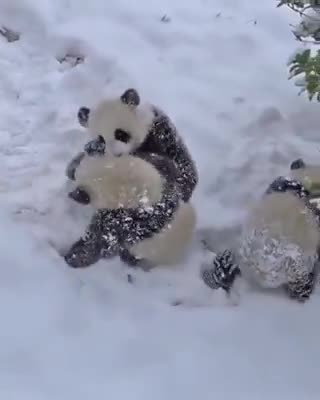 Pandas in the snow