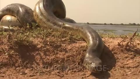 Amazon anaconda