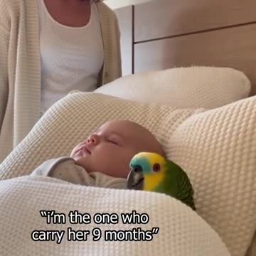 Parrot Says: I CARRIED HER 9 MONTHS!😭🦜 #papagoiecho #talkingparot #funny #parrot #parrotcomedy