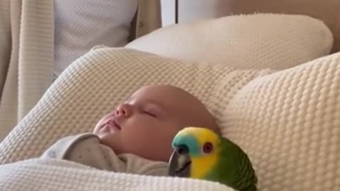 Parrot Says: I CARRIED HER 9 MONTHS!😭🦜 #papagoiecho #talkingparot #funny #parrot #parrotcomedy