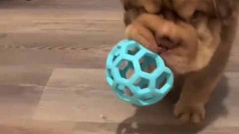 Never a dull moment with this guy🐶