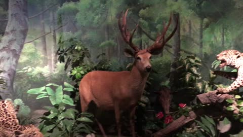 Animal Museum (Monterrey, Nuevo Leon, Mexico)