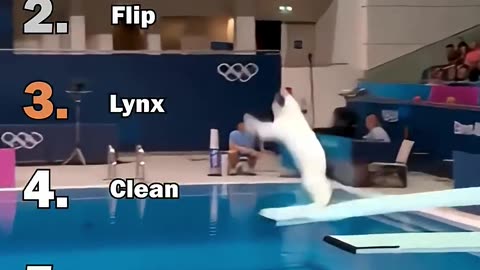 Ranking Best AI Cats Olympic Diving Moments