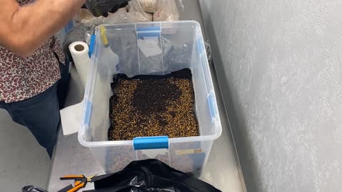 Grow Totes Deep Dive: Detailed Setup, Mixing & Contamination with Andreas Met | Satya Therapeutics