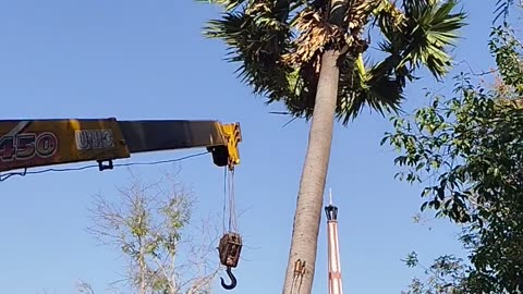 Cutting down trees