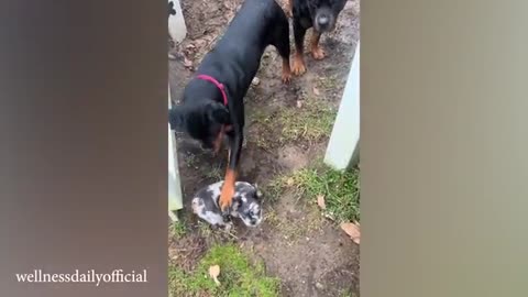 FUNNIEST Dogs Videos