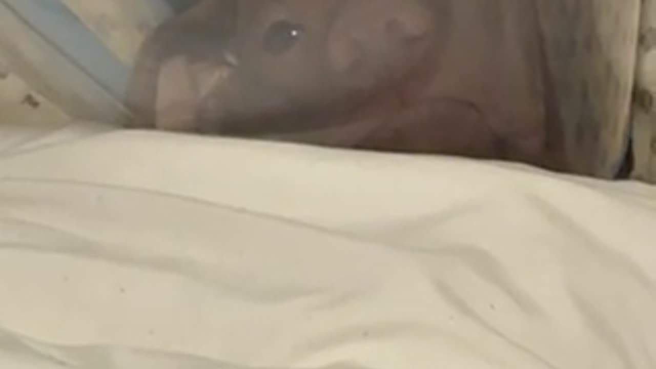 Pup Grumpy At Surgery Cone