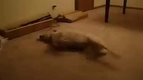 Funny Sleeping Dog Starts to Run Fast While Dreaming About Playing Outside