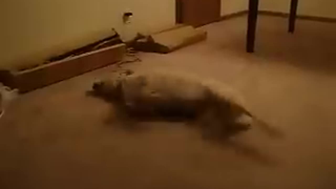 Funny Sleeping Dog Starts to Run While Dreaming