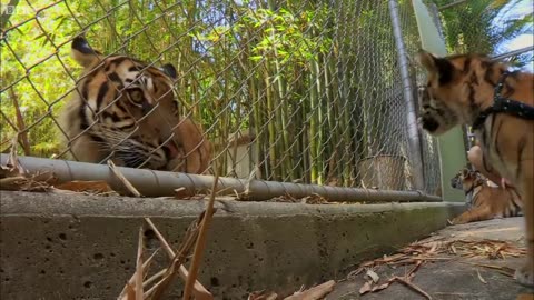 Cubs Meet Adult Tiger for the First Time Tigers About The House BBC Earth - BBC Earth