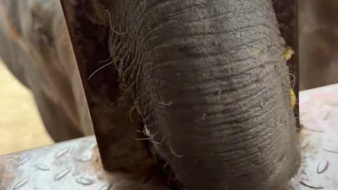 Elephant asking for food