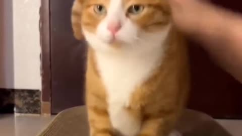 CAT PLANET😼🐈‍⬛